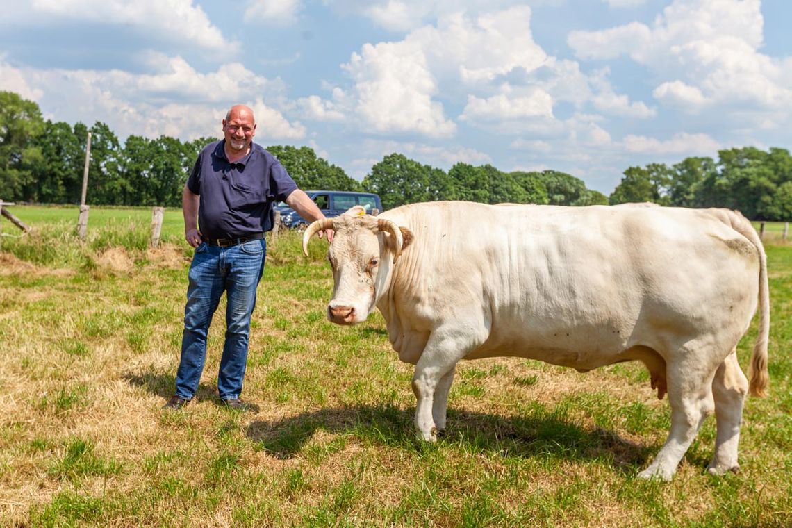 Tierarztpraxis Schwanewede Dr. Horstmann Kuh Weide Wundversorgung